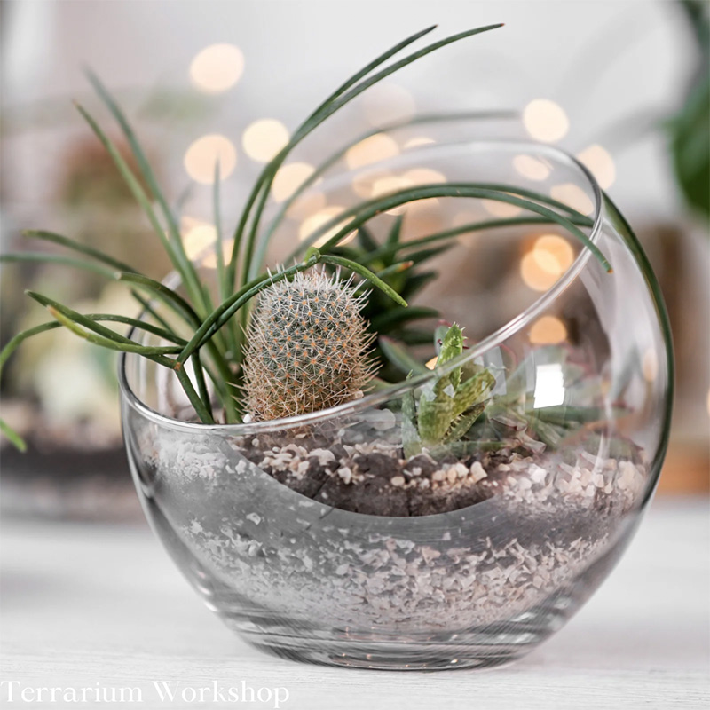 terrarium workshop