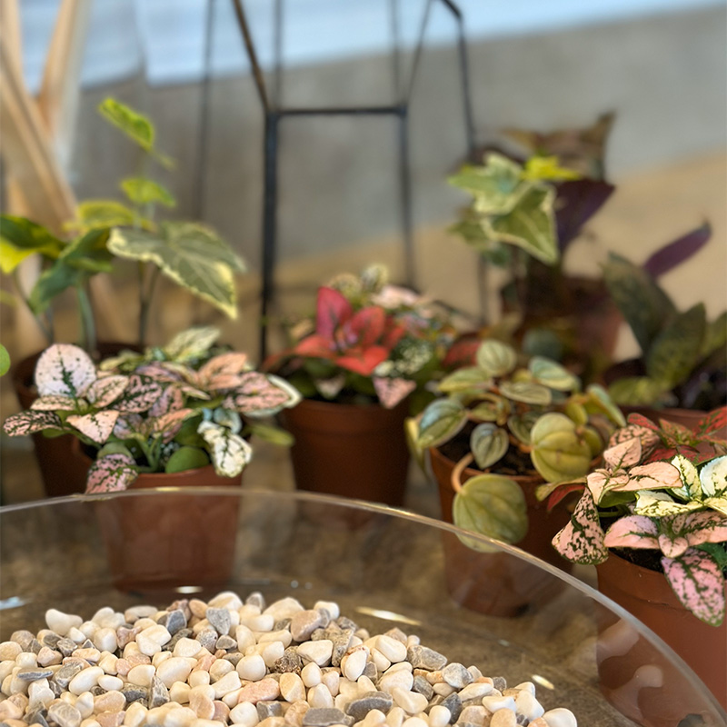 terrarium workshop